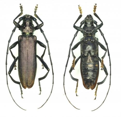 Réf. 192 262 : Aromia moschata